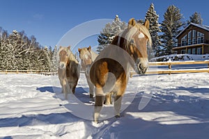Austrian Haflinger Horses