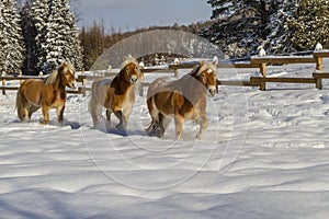 Austrian Haflinger Horses