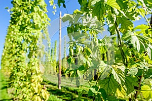 Austrian Hop Plantation