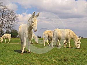 Austrian Hungarian White Donkeys