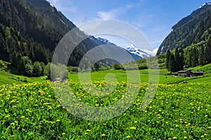 Austrian landscape with meadows and mountains in the springtime. Austria, Tirol, Zillertal, Stillup photo