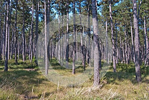 Austrian pine Pinus nigra forest