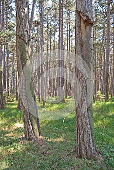 Austrian pine Pinus nigra forest