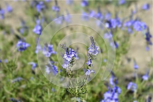 Austrian speedwell photo