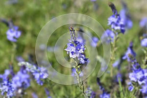 Austrian speedwell photo