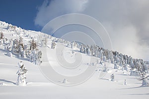 Austrian stone pines in deep snow