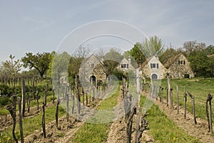 Austrian wineries photo