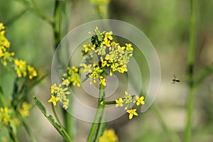 Austrian yellow cress in bloom close-up with a small blowfly flying on right