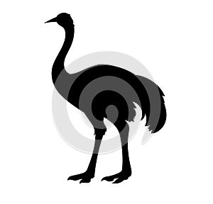 Austrich silhouette vector illustration