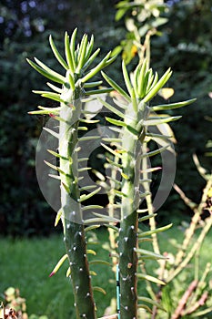 Austrocylindropuntia subulata