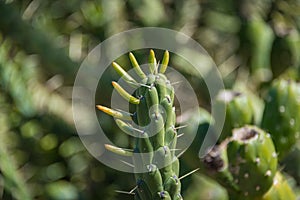 Austrocylindropuntia Subulata or Eve Pin succulent plant close up