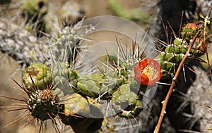 Austrocylindropuntia subulata or Eve`s Needle Cactus