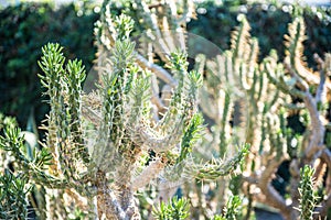 Austrocylindropuntia subulata, Eve`s pin