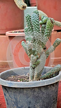 Austrocylindropuntia subulata from a nursery garden. Also known as eves pin and eves needle