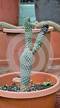Austrocylindropuntia subulata from a nursery garden. Also known as eves pin and eves needle