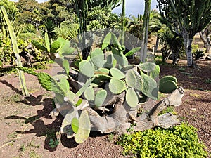 Austrocylindropuntia Subulata: Prickly Pear Tuna Cactus, Adding Character to Tenerife\'s Dry Environments