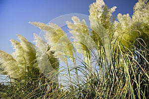 Austroderia richardii ornamental plant