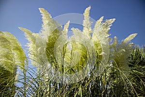 Austroderia richardii ornamental plant