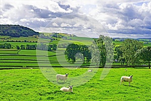 Austwick sheep meadow, Austwick, Yorkshire Dales, England
