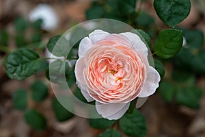 Auswonder-Rosa chinensis Jacq.