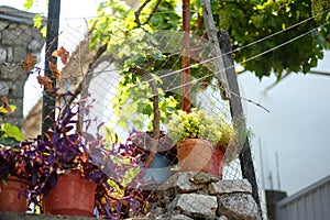 Authentic backyard of albanian house of village on the shore of Lake Skadar. Rustic view with plants in pots