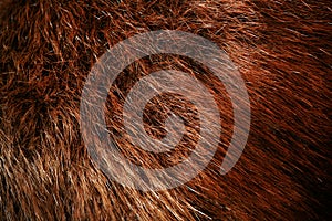 Authentic beaver fur photo