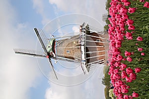 Authentic Dutch Windmill