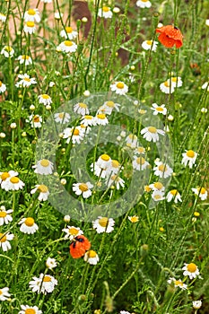 Authentic floral background of white daisies, red poppies, beaut