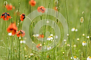 Authentic floral background of white daisies, red poppies, beaut