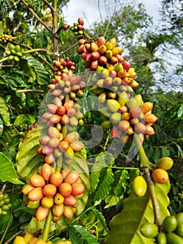 Authentic Gayo coffee plants