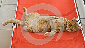 Authentic Ginger Cat Lying on His Back