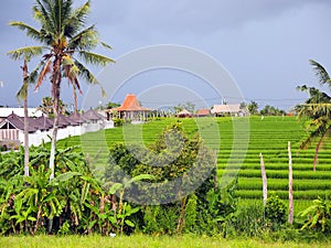 Authentic green rice field in Canggu in Bali on an overcast day