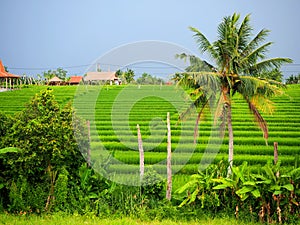 Authentic green rice field in Canggu in Bali on an overcast day