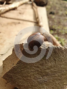 Authentic java coffee bean