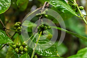 Authentic organic coffee arabica on a coffee plantation of tropical Bali island, Indonesia.