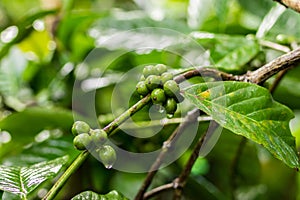 Authentic organic coffee arabica on a coffee plantation of tropical Bali island, Indonesia.