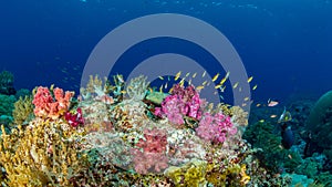 Authentic outstanding natural beauty. Misool, Raja Ampat, Indonesia