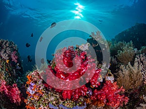 Authentic outstanding natural beauty. Misool, Raja Ampat, Indonesia