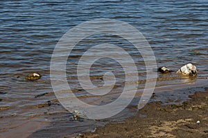 Authentic shore at Rabisha lake near by Magura cave