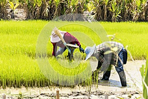 Authentic Thai Rice Farming: Farmers Planting Rice in Tranquil Paddy Fields. Green Landscapes and Organic Food