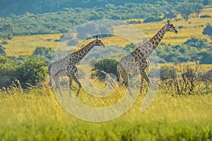 Authentic true South African safari experience in bushveld in a game reserve