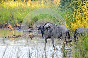 Authentic true South African safari experience in bushveld in a game reserve