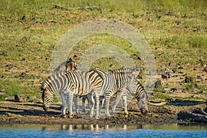 Authentic true South African safari experience in bushveld in a game reserve