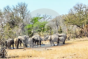 Authentic true South African safari experience in bushveld in a game reserve