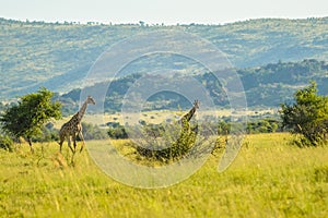 Authentic true South African safari experience in bushveld in a game reserve