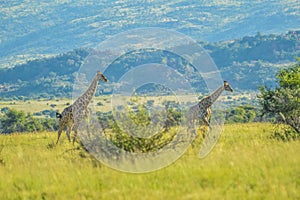 Authentic true South African safari experience in bushveld in a game reserve photo