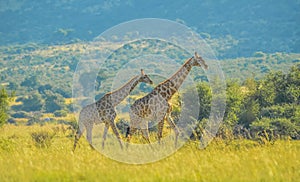 Authentic true South African safari experience in bushveld in a game reserve photo