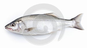 Authentic Uhd Stock Photo: Basa Fish On White Background photo