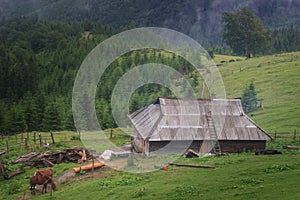 authentic wooden house (kolyba) of shepherds in the Ukrainian Carpathians
