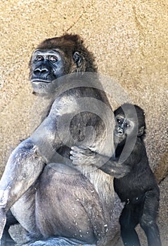 Authoritative Mother Gorilla and offspring